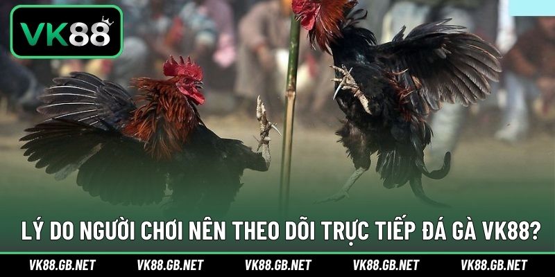 Ưu điểm nổi bật trong trải nghiệm theo dõi đá gà nhà cái